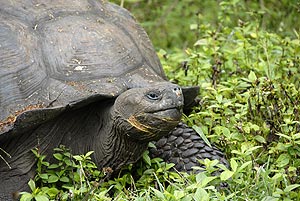 riesenschildkröte